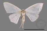 ǦW:Scopula sp.