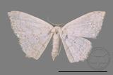 ǦW:Scopula sp.