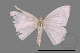 ǦW:Scopula sp.