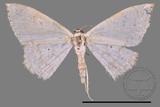 ǦW:Scopula sp.