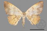 ǦW:Lophobates ochrolaria