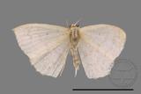 ǦW:Scopula sp.