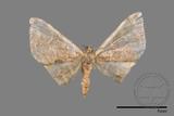 ǦW:Idaea sp.