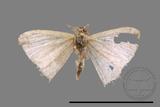 ǦW:Idaea sp.