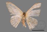 ǦW:Luxiaria sp.