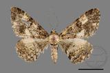 ǦW:Alcis taiwanovariegata