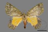 ǦW:Dindica polyphaenaris