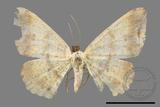 ǦW:Lophobates ochrolaria