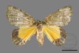 ǦW:Dindica polyphaenaris