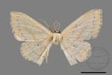 ǦW:Scopula sp.