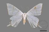 ǦW:Ourapteryx clara formosana