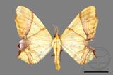 ǦW:Trotocraspeda divaricata