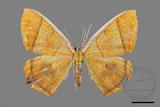 ǦW:Thinopteryx crocoptera assamensis