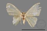 ǦW:Idaea sp.