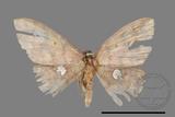 ǦW:Discoglypha locupletata