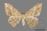 ǦW:Luxiaria mitorrhaphes