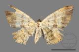 ǦW:Lophobates ochrolaria