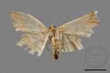 ǦW:Trigonoptila latimarginaria