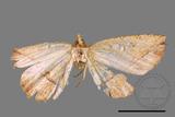 ǦW:Entomopteryx rubridisca