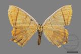 ǦW:Thinopteryx crocoptera assamensis