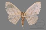 ǦW:Scopula sp.