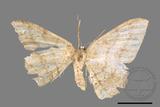 ǦW:Luxiaria mitorrhaphes