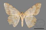 ǦW:Luxiaria costinota