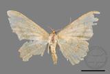 ǦW:Luxiaria mitorrhaphes