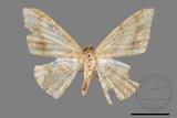 ǦW:Luxiaria mitorrhaphes