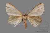 ǦW:Ectropis bhurmitra