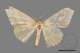 ǦW:Luxiaria mitorrhaphes