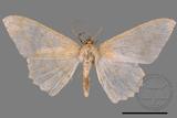 ǦW:Luxiaria mitorrhaphes