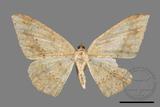 ǦW:Luxiaria mitorrhaphes