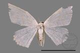 ǦW:Scopula sp.