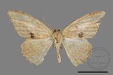 ǦW:Luxiaria mitorrhaphes