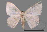 ǦW:Scopula sp.