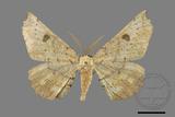 ǦW:Acrodontis aenigma