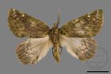 ǦW:Dindica polyphaenaris