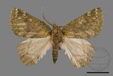 ǦW:Dindica polyphaenaris