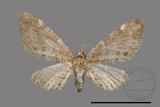 ǦW:Eupithecia sp.