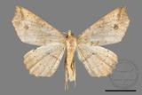 ǦW:Acrodontis mystica