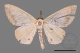 ǦW:Heterolocha sp.