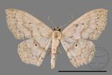 ǦW:Scopula sp.