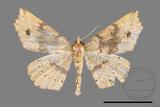 ǦW:Acrodontis mystica