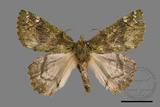 ǦW:Dindica polyphaenaris