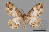 ǦW:Deileptenia rimosaria