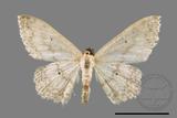 ǦW:Scopula sp.