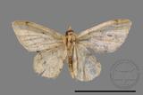 ǦW:Larentiinae sp.