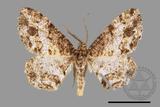 ǦW:Deileptenia rimosaria