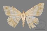 ǦW:Luxiaria costinota